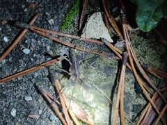 Odiellus troguloides