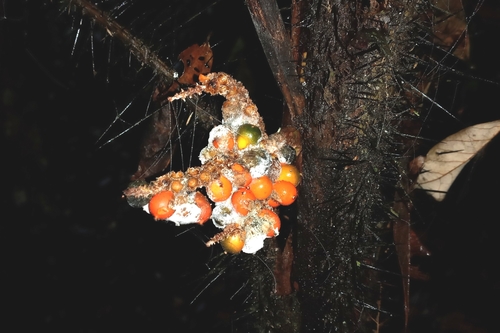 Bactris hirta