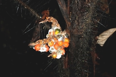 Bactris hirta