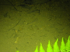 Anablepsoides hartii