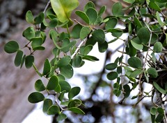 Gonopterodendron sarmientoi