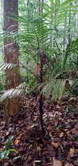 Bactris hirta