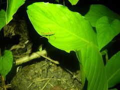 Ocnophiloidea regularis