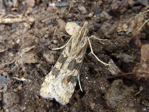 Lucerne Moth