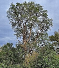 Gonopterodendron sarmientoi