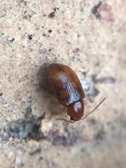 Glyptina