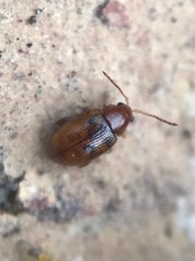 Glyptina