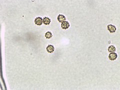 Tulostoma rufum