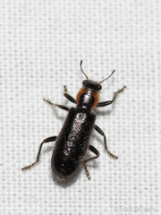 Placopterus thoracicus