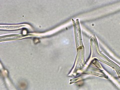 Tulostoma rufum