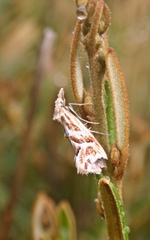 Heliocosma