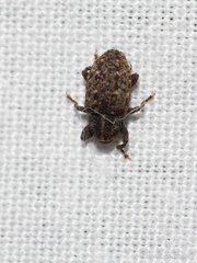 Apteromechus ferratus