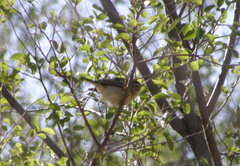 Vireo philadelphicus