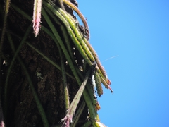 Lepismium cruciforme