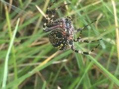 Neoscona