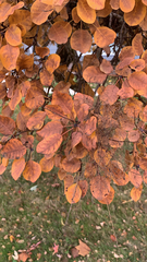 Cotinus coggygria