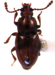 Thortus