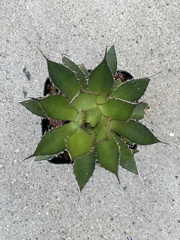 Agave horrida