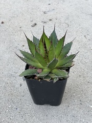 Agave horrida