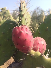 Opuntia
