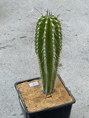 Cephalocereus euphorbioides