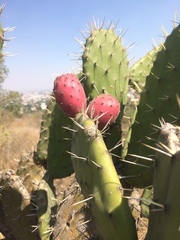 Opuntia