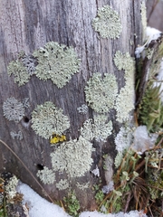 Parmeliopsis hyperopta