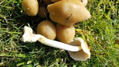 Candolleomyces candolleanus