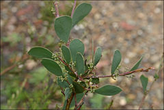 Acacia alpina