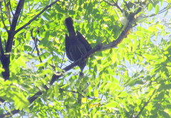 Microspingus melanoleucus