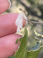 Libytheana carinenta