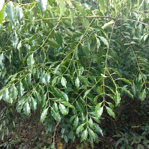 Psydrax dicoccos Gaertn.