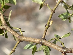 Multareoides bifurcatus