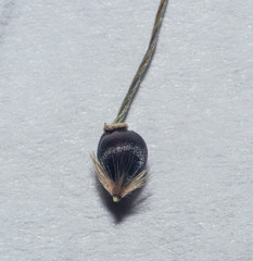 Piptochaetium stipoides