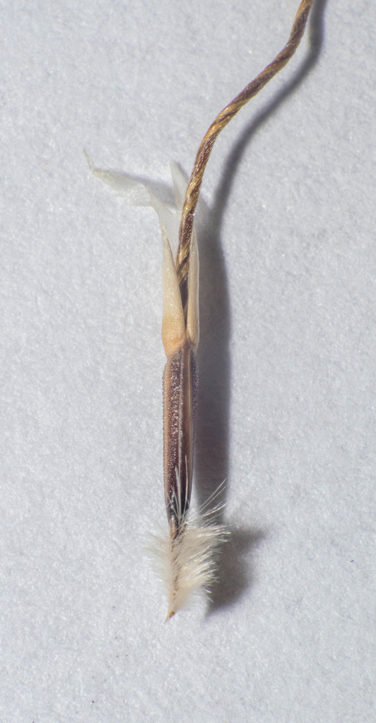 Nassella charruana