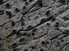 Arthopyrenia analepta