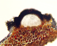 Arthopyrenia analepta