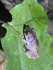 Pristimantis urichi