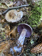 Cortinarius cyanites