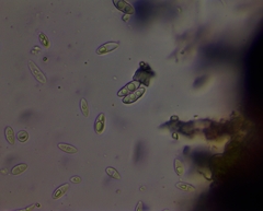 Arthopyrenia analepta