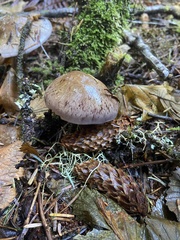 Cortinarius cyanites