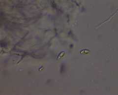 Arthopyrenia analepta