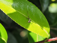 Australomisidia pilula