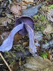 Cortinarius cyanites