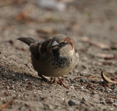 Passer domesticus