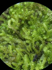 Lejeunea cavifolia