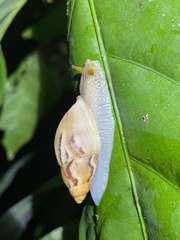 Plekocheilus glaber