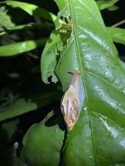 Plekocheilus glaber