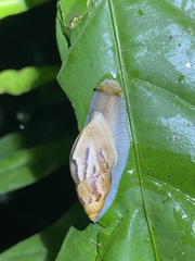 Plekocheilus glaber