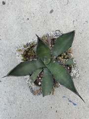 Agave inaequidens